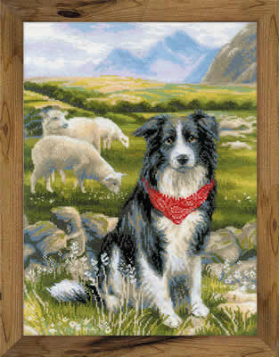 Borduurpakket Border Collie