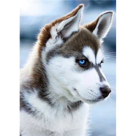 Diamond Painting Husky