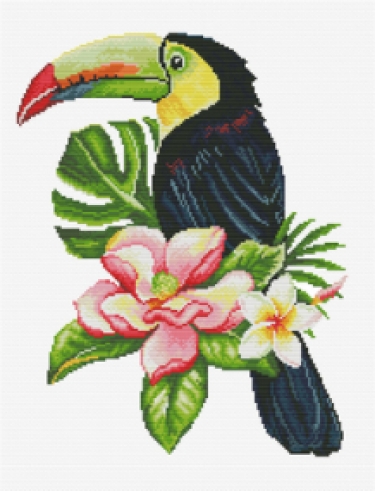 Toucan Look out